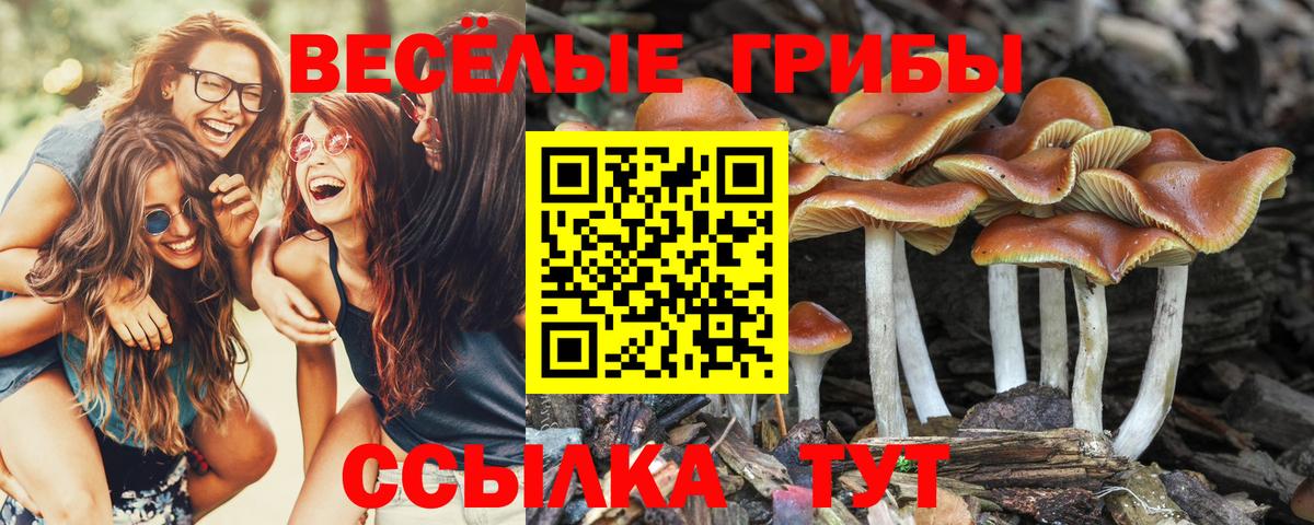 Галлюциногенные грибы Psilocybe  Вход с VPN  Галлюциногенные грибы Psilocybine cubensis  Североморск 
